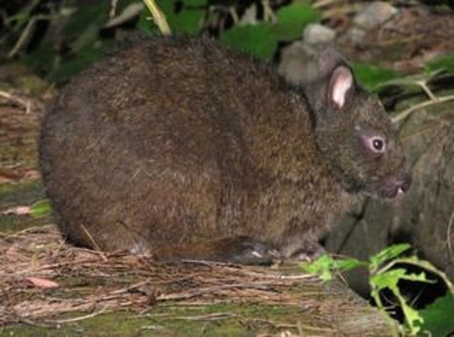 奄美に生息するクロウサギ アマミノクロウサギ の生態とは 奄美物産 公式ブログ